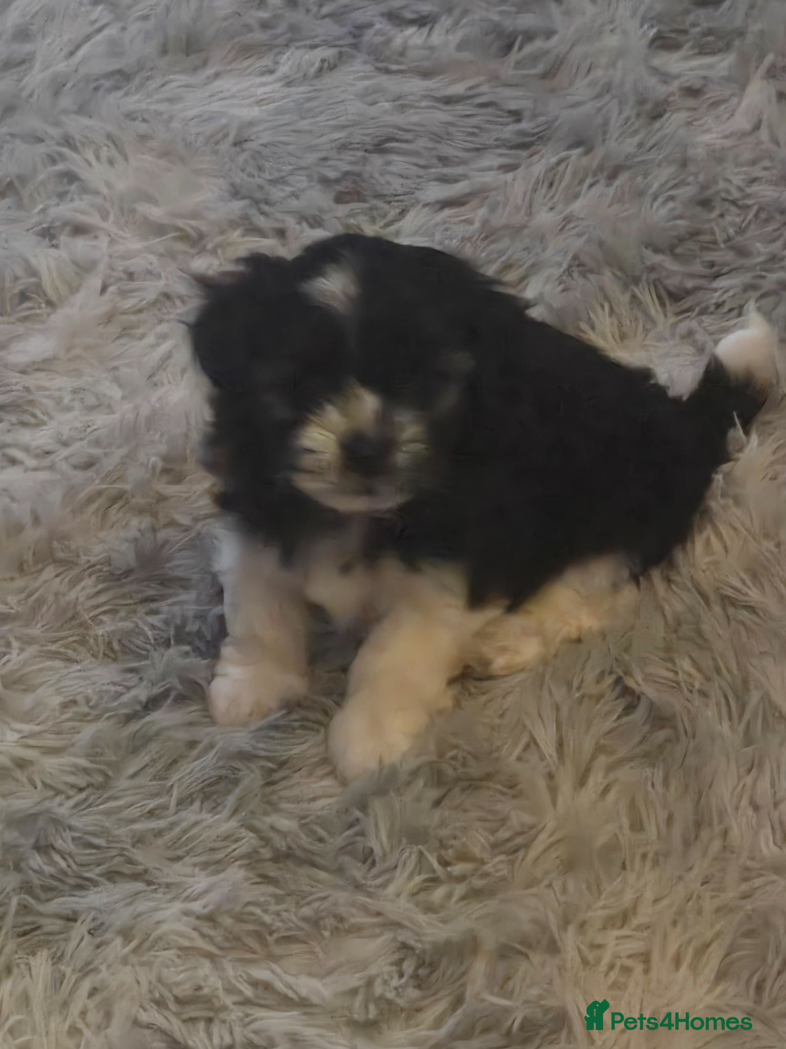 Mixed Breed dogs Long haired chihuahua x Bichon Frise  - Advert 1