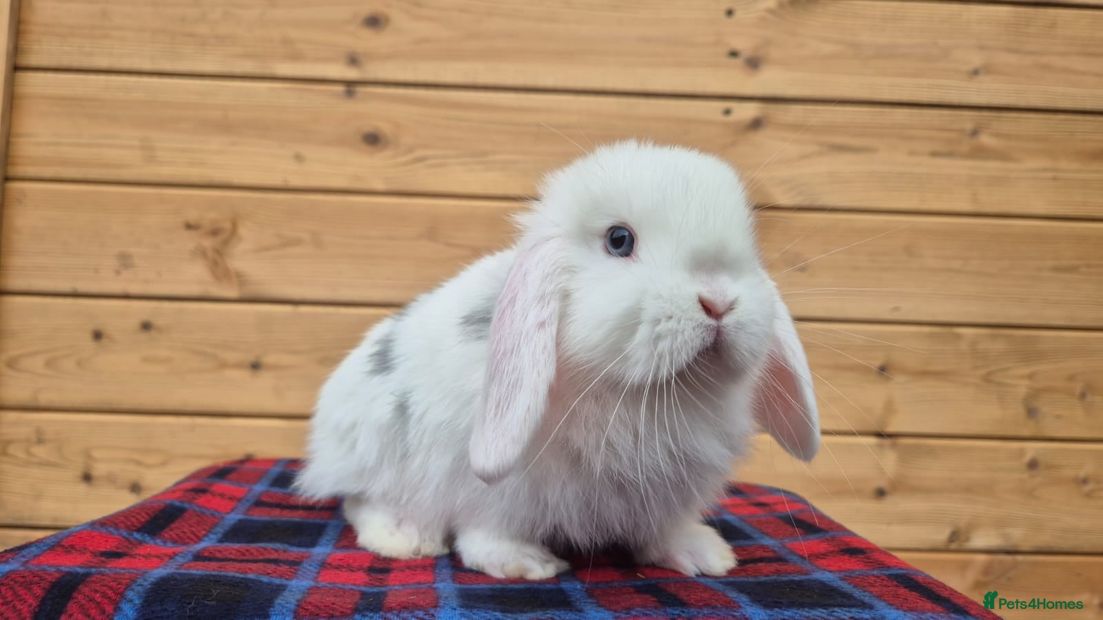 Mini Lop rabbits 1 boy 8 week old mini lop left super friendly  - Advert 11