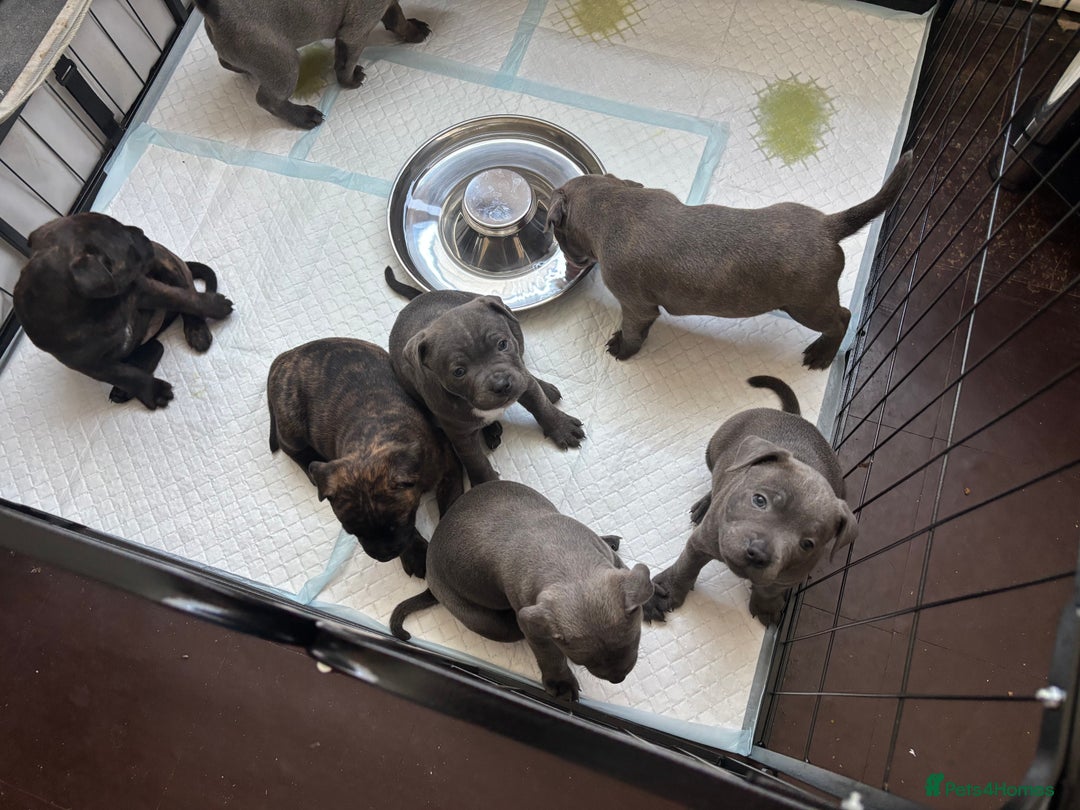 Staffordshire Bull Terrier dogs for sale: Staffordshire bull terrier puppies  - Image 2