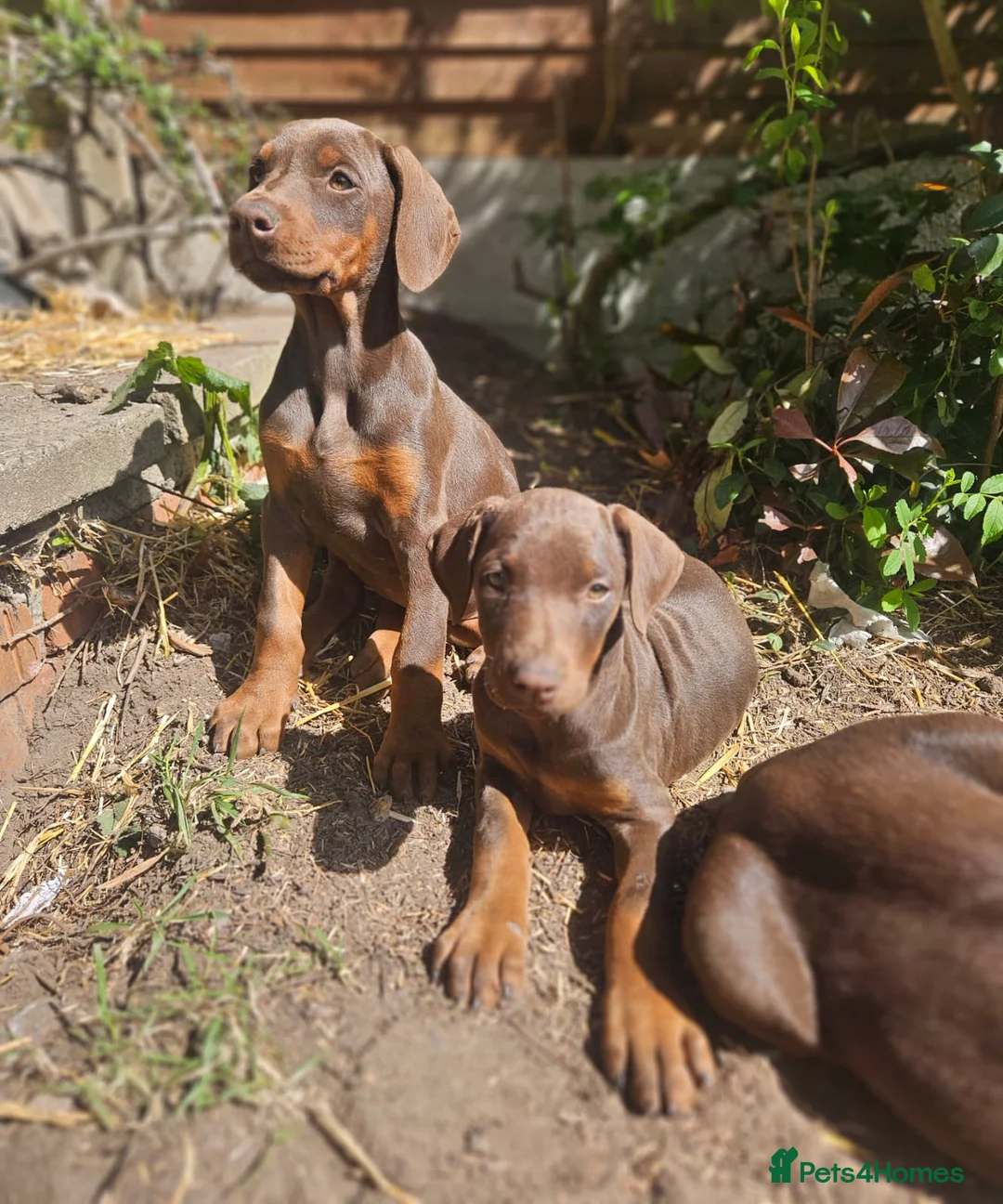 Dobermann dogs for sale: 🔥Ready now Top Quality 🏆 KC Registered pup's 🐾 - Advert 2