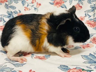 Guinea Pig rodents Pretty mix of baby boy Guineapigs ready now - Advert 12