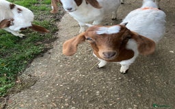 Goats livestock for sale: Boer goat kids - Image 3