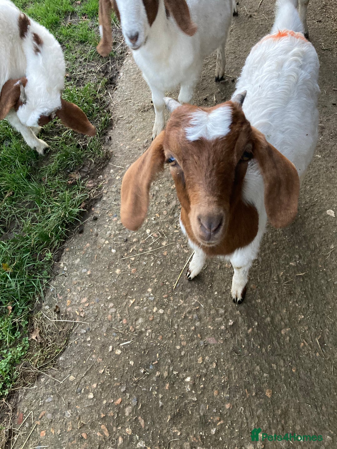 Goats livestock for sale: Boer goat kids - Image 3