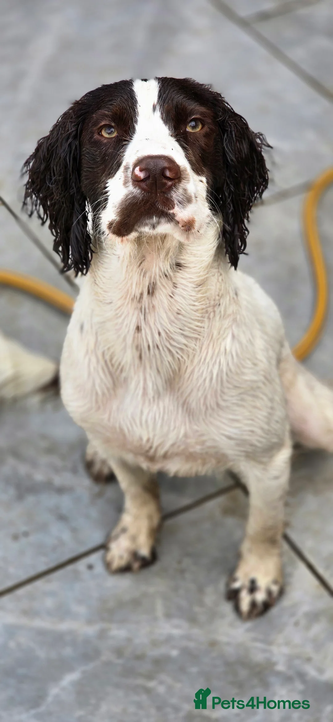 Sprocker dogs for stud: Sprocker Ralph - Advert 6