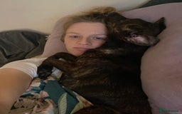 Mixed Breed dogs for sale: Heartfelt advert for 2yr old whippet x patterdale - Advert 3