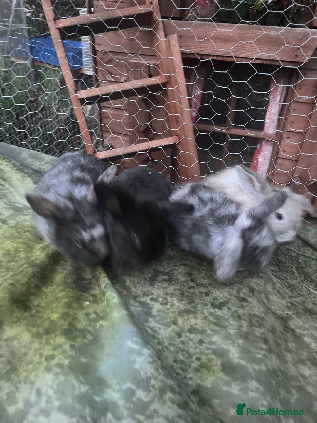 Mini Lop rabbits for sale:  Beautiful mini lop babies - Advert 3