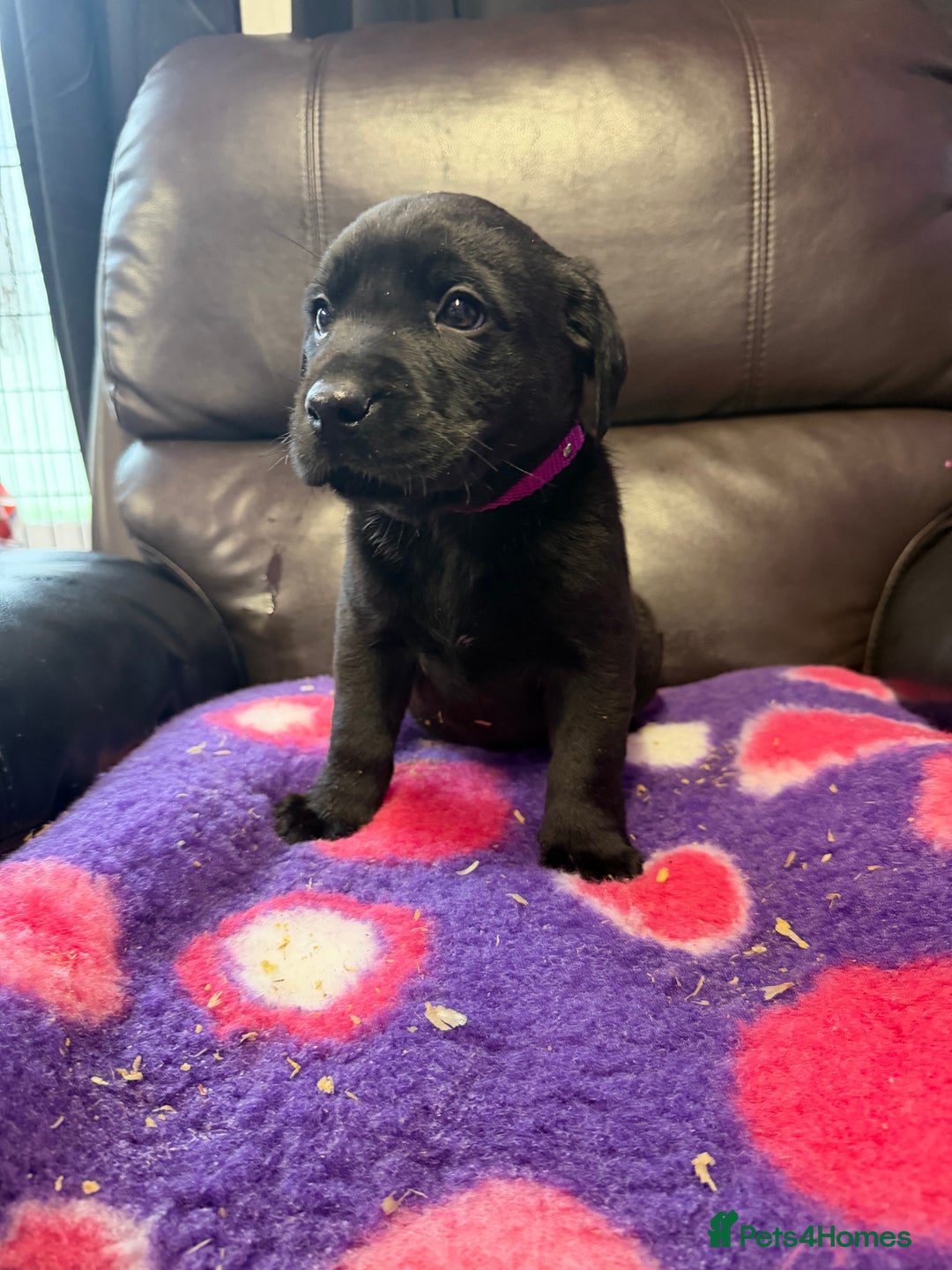 Labrador Retriever dogs for sale: Labradors 6 chunky black boys and 1 little girl - Advert 3