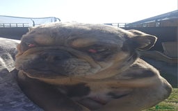 English Bulldog dogs for sale: Merle female english bulldog - Advert 4