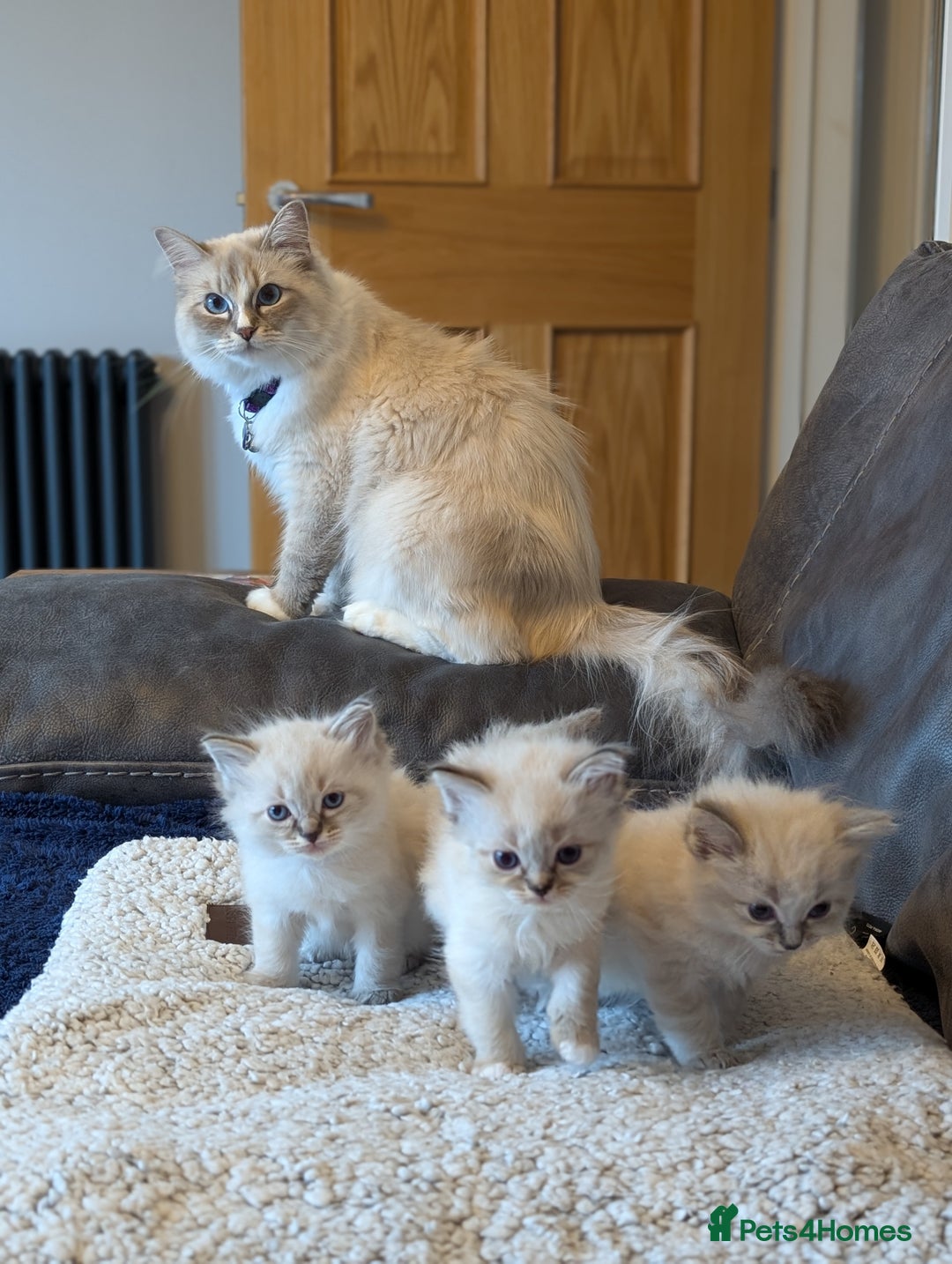 Ragdoll cats for sale: Ragdoll X Siberian X Himalyan - kittens  - Image 7