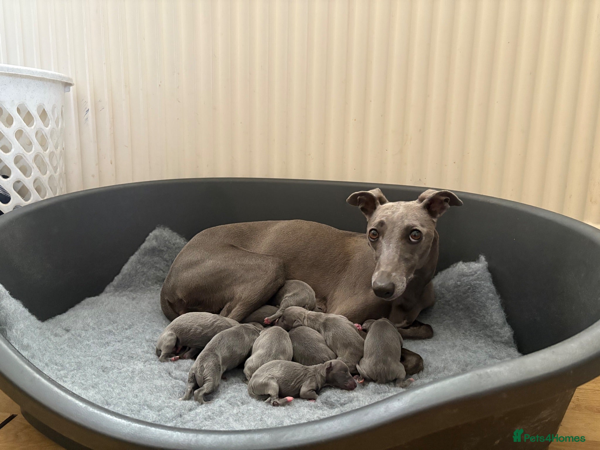 Whippet dogs KC Registered Blue Whippet Puppies - Advert 2
