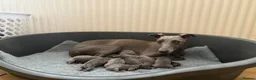 Whippet dogs for sale: KC Registered Blue Whippet Puppies in Doncaster - Advert 2