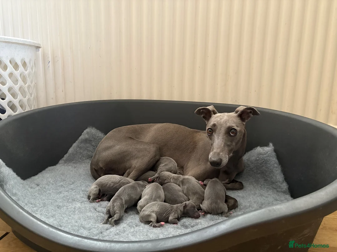 Whippet dogs for sale: KC Registered Blue Whippet Puppies in Doncaster - Advert 2