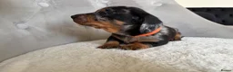 Miniature Dachshund dogs for sale: Miniature Dachshund - Advert 9