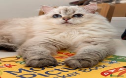British Shorthair cats for sale: British SH and LH available  - Image 12