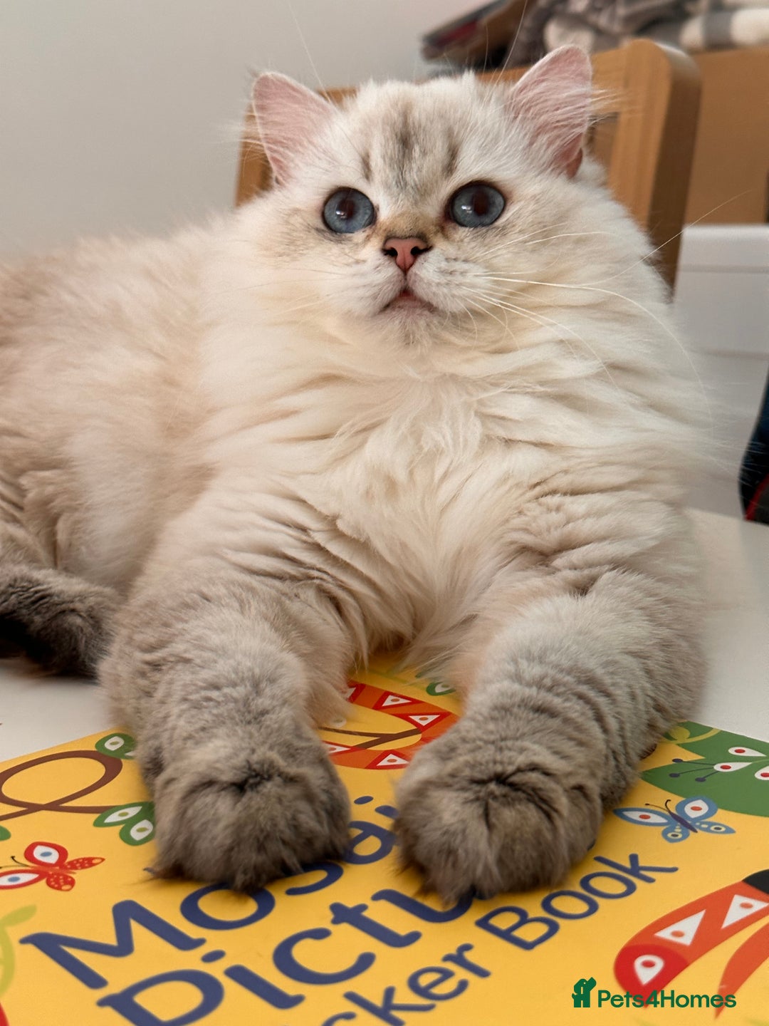 British Shorthair cats for sale: British SH and LH available  - Image 12