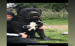 Cane Corso dogs for stud: Big boy chaos🐾 - Image 9