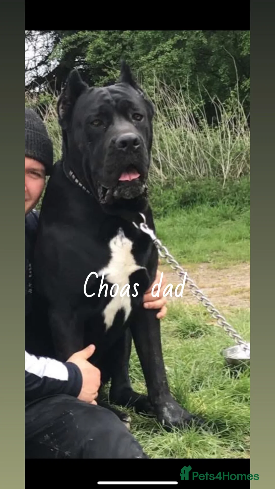 Cane Corso dogs for stud: Big boy chaos🐾 - Advert 10
