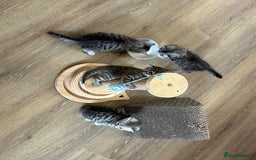 Mixed Breed cats for sale: Adorable boys kittens 3 x Silver Tabby 1x Tabby - Image 12