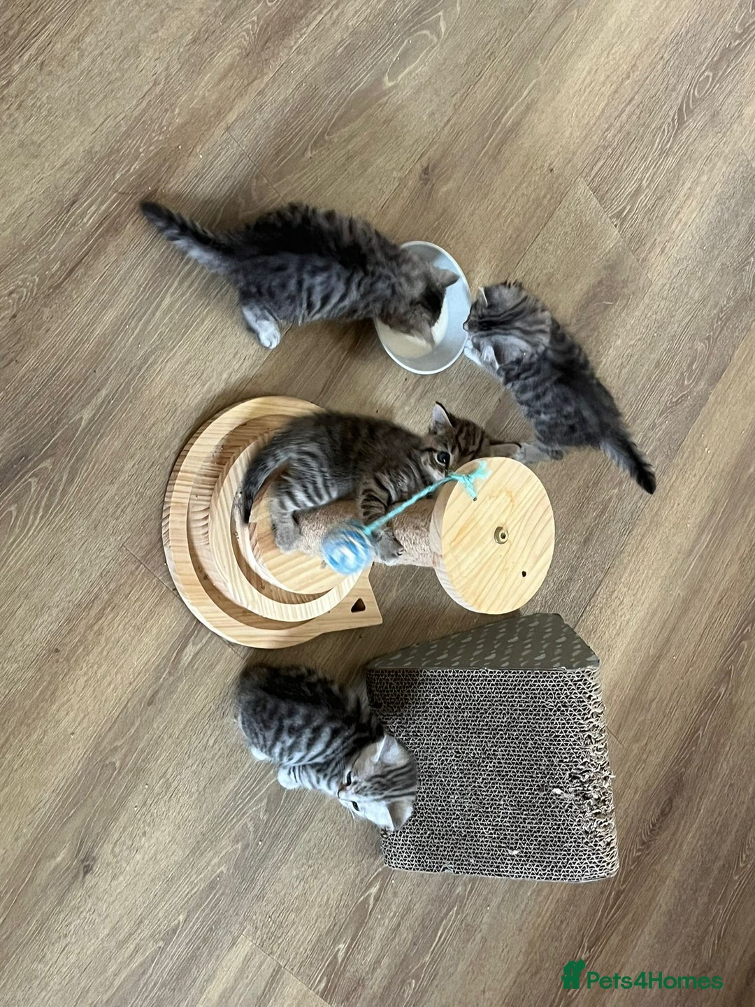 Mixed Breed cats for sale: Adorable boys kittens 3 x Silver Tabby 1x Tabby - Image 12