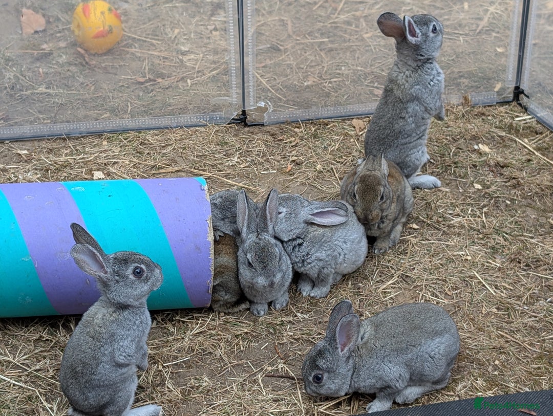 Rex rabbits for sale: Standard Rex babies ready 16/9 - Image 5
