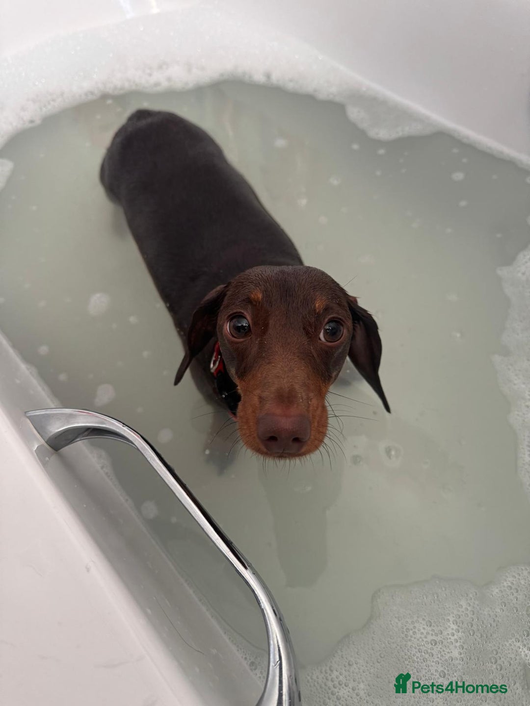 Miniature Dachshund dogs for sale: Miniature dachshund  - Advert 8