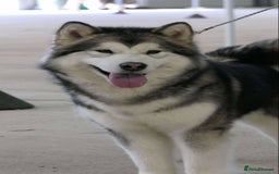 Alaskan Malamute dogs for sale: KC registered Puppies Available - Image 8