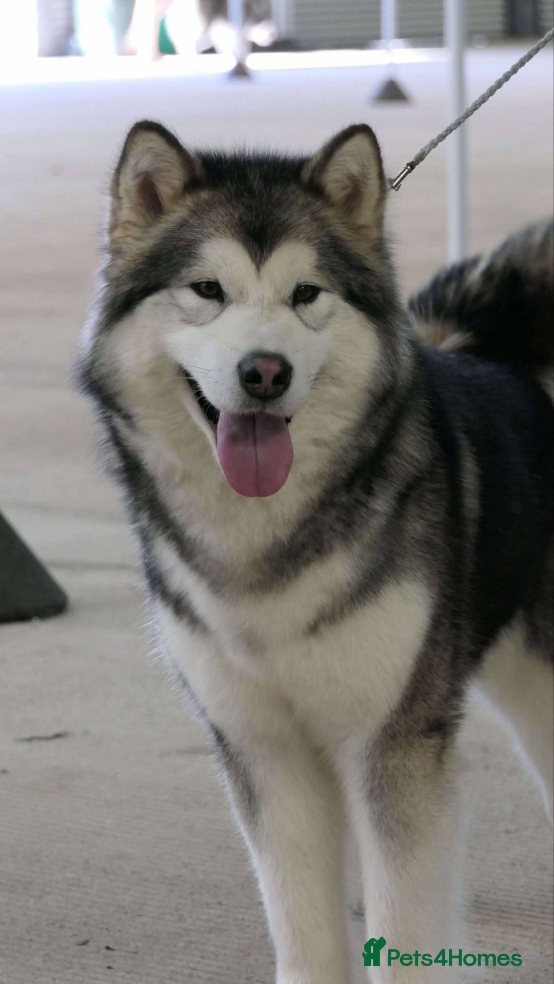 Alaskan Malamute dogs for sale: KC registered Puppies Available - Image 8