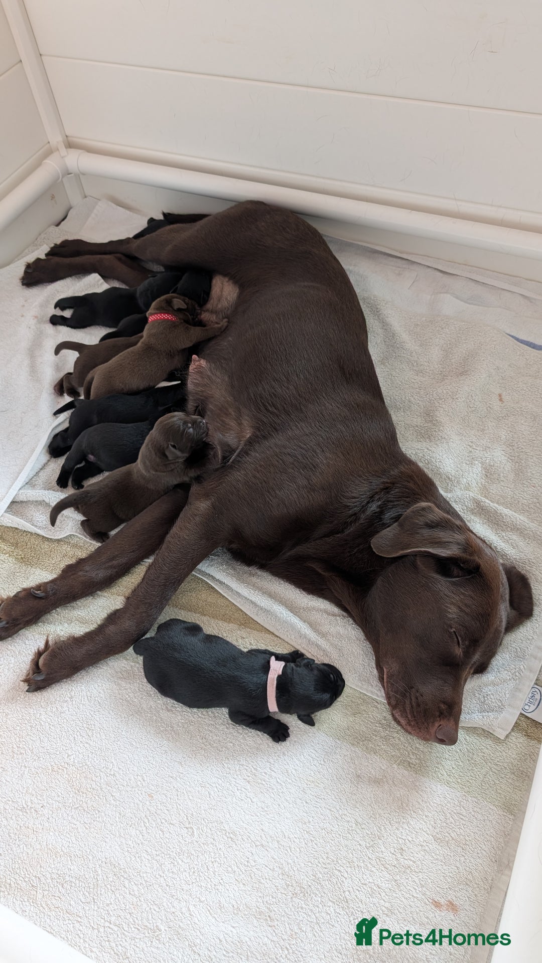 Labrador Retriever dogs for sale: Labrador Puppies for sale  - Image 1