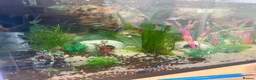 Other/Mixed Breed fish for sale: 3 tanks of fish  in Nottingham - Advert 2