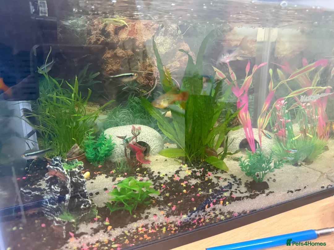 Other/Mixed Breed fish for sale: 3 tanks of fish  in Nottingham - Advert 2