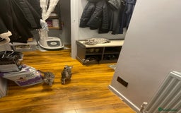 Bengal cats for sale: Silver charcoal bengals pets/queens/studs - Image 19
