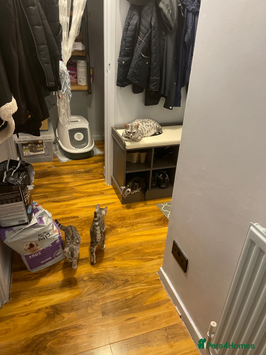 Bengal cats for sale: Silver charcoal bengals pets/queens/studs - Image 19