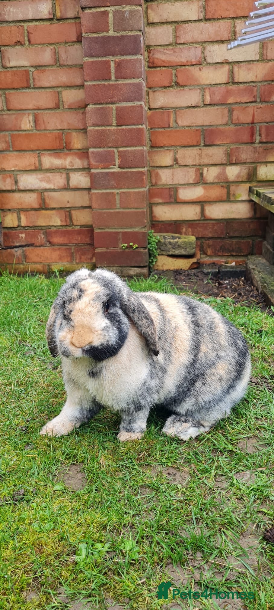 French Lop rabbits French lop for sale in Maidstone - Advert 1