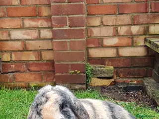 French Lop rabbits French lop for sale in Maidstone - Advert 1