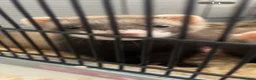 Ferret rodents for sale: two ferret hobs for sale - Advert 4