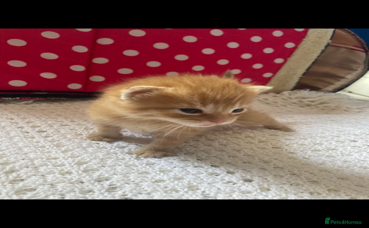 Mixed Breed cats - Advert 5