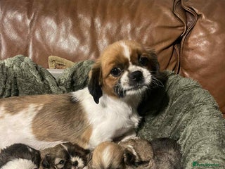 Mixed Breed dogs Shih Tzu cross Lhasa Apso puppies - Advert 1
