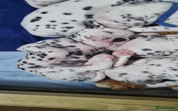 Dalmatian dogs for sale: Beautiful KC registered litter of dalmations  - Image 31