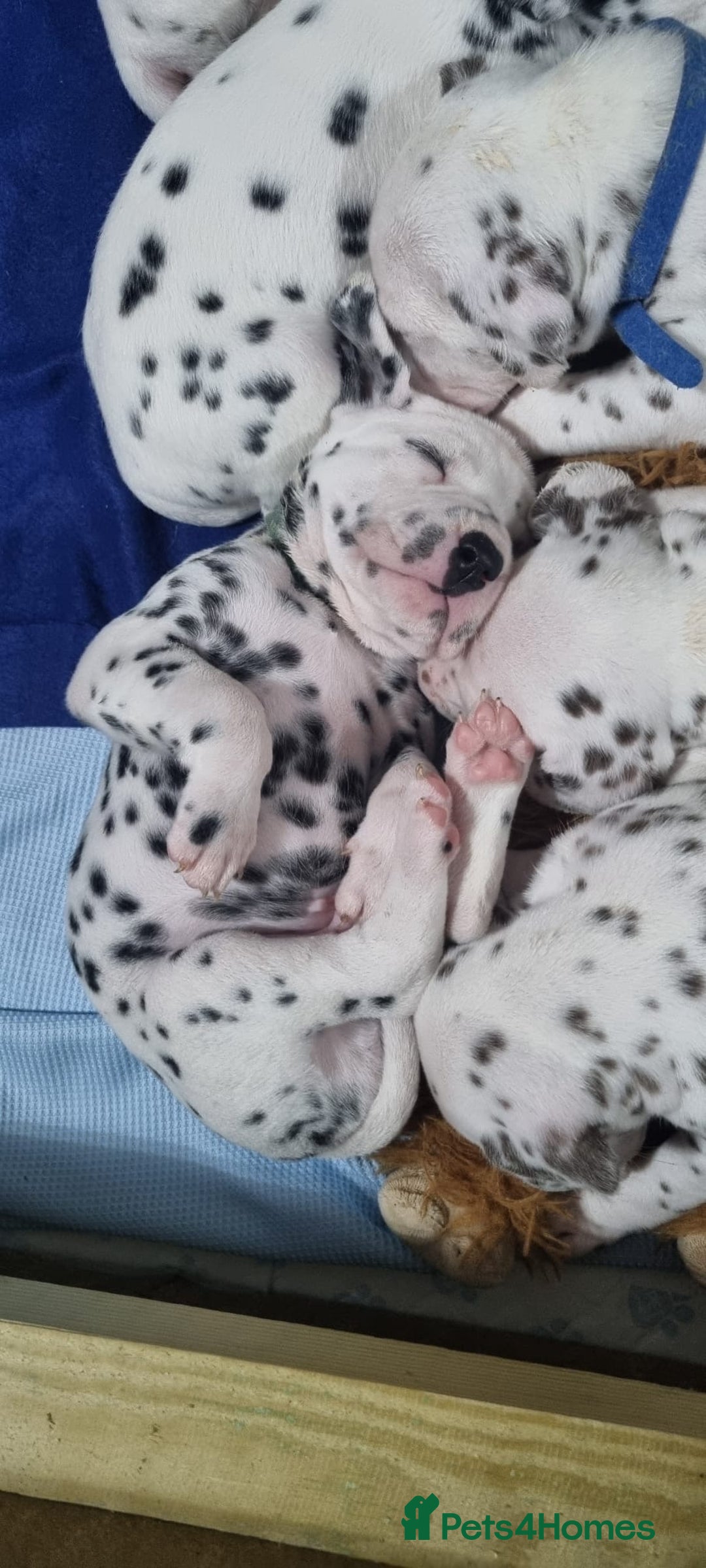 Dalmatian dogs for sale: Beautiful KC registered litter of dalmations  - Image 31