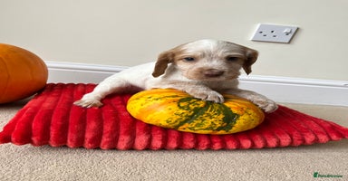 Cocker Spaniel dogs - Advert 3