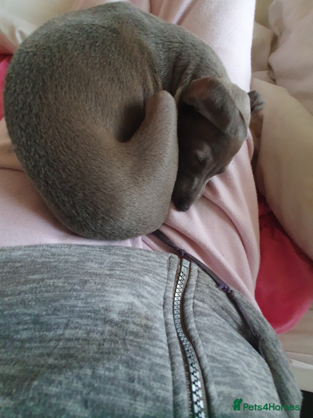 Italian Greyhound dogs for sale: Italian greyhound pup - Image 4