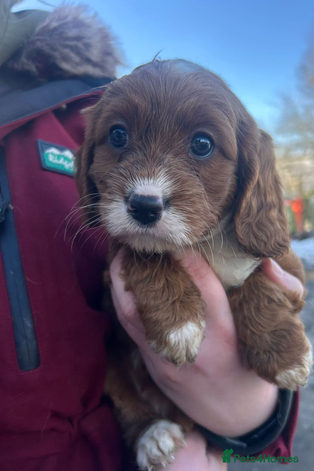 Cockapoo dogs for sale: Gorgeous Fox Red Cockapoo Girls  - Advert 5