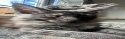 Maine Coon cats for sale: Full Main Coon kittens - Advert 24