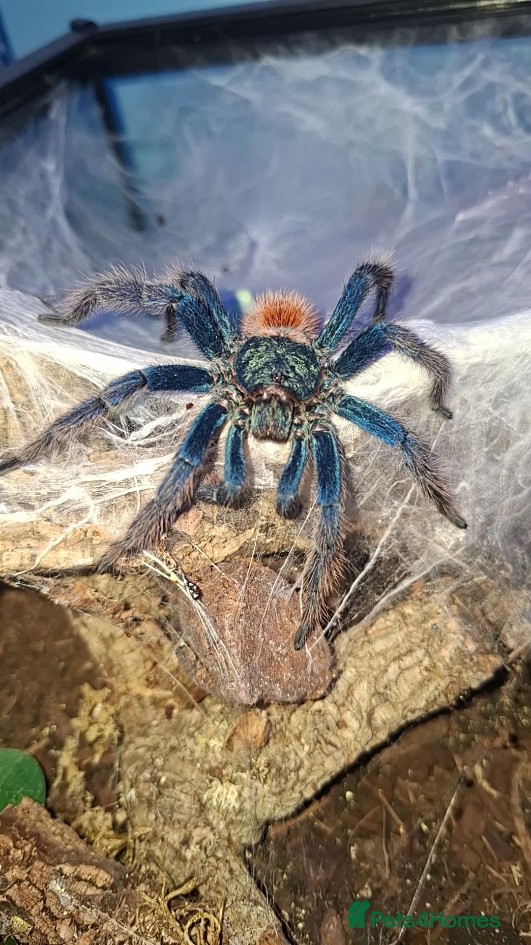 Tarantulas invertebrates for sale: Mature Male GBB with setup - Advert 2