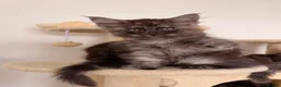 Maine Coon cats for sale: MaineCoon World Champion Bloodlines/London  - Advert 9
