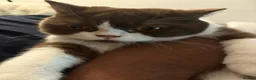 British Shorthair cats for sale: Bicolour British shorthair (brown and white) - Advert 19