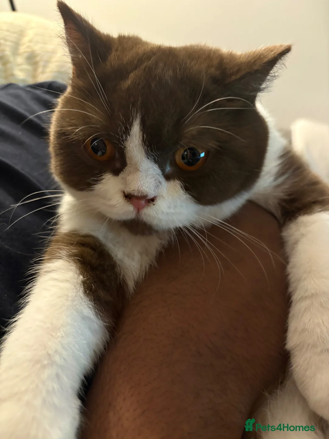 British Shorthair cats for sale: Bicolour British shorthair (brown and white) - Advert 19