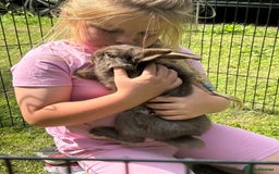 Mini Lion Lop rabbits for sale: Super friendly and loving babies - Image 8