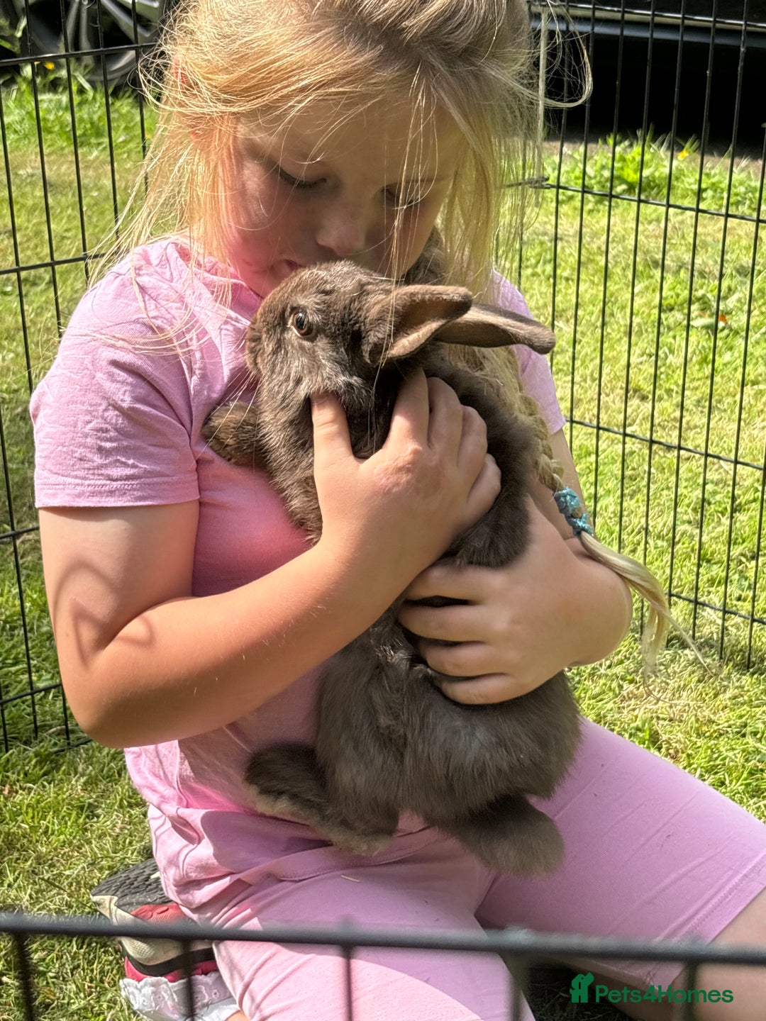 Mini Lion Lop rabbits for sale: Super friendly and loving babies - Image 8