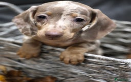 Miniature Dachshund dogs for sale: TRUE MINIATURE DASCHUND BABIES only 5 - Image 8